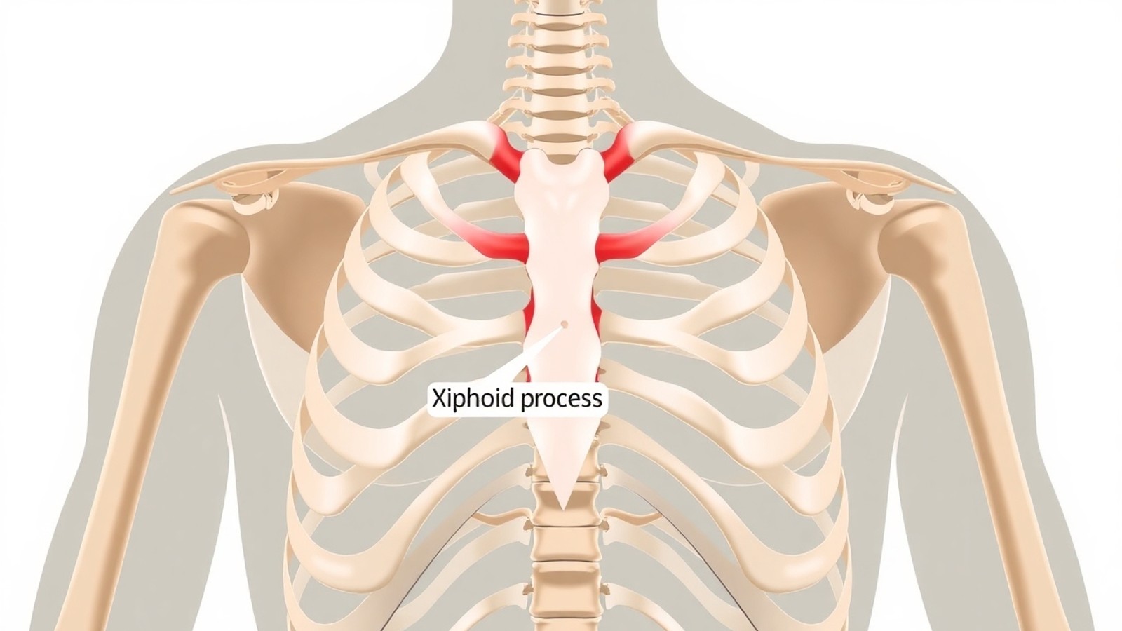 anatomia esterno processo xifoide